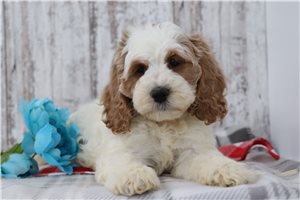 Baron - puppy for sale