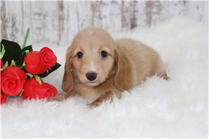 Forrest - puppy for sale