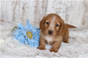 Comet - Dachshund, Tweenie for sale