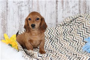 Kash - Dachshund, Mini for sale