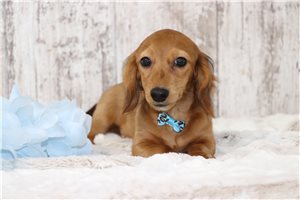Kash - Dachshund, Mini for sale
