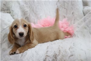 Natasha - Dachshund, Mini for sale