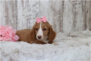 Bella - Dachshund, Mini for sale