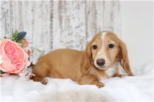 Floe - puppy for sale