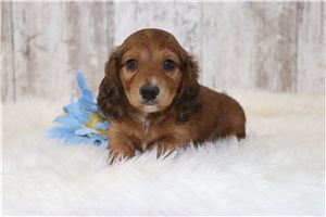 Timothy - puppy for sale