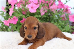 Reggie - Dachshund, Mini for sale