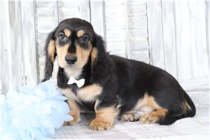 Kowen - Dachshund, Mini for sale