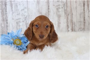 Lincoln - puppy for sale