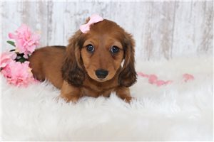 Quintina - puppy for sale