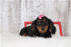 Wendy - puppy for sale
