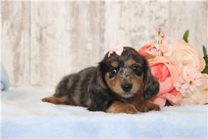 Olive - puppy for sale