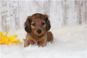 Sylvester - puppy for sale