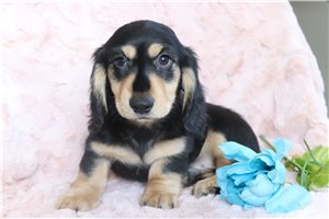 Kowen - puppy for sale