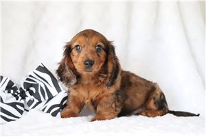 Roberto - puppy for sale