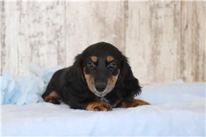 Gobi - Dachshund, Mini for sale