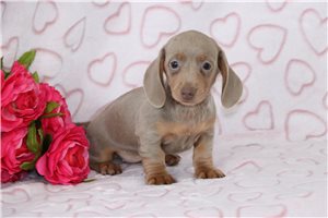 Olivia - Dachshund, Mini for sale