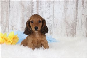 Jeff - Mini Dachshund for sale