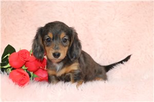 Mazie - puppy for sale
