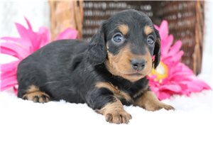 Elsa - puppy for sale
