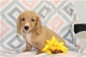 Vince - puppy for sale