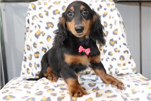 Samson - Dachshund, Mini for sale