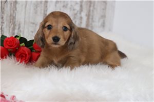 Whitney - Dachshund, Mini for sale