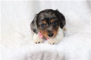 Gary - Dachshund, Mini for sale