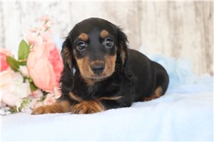 Harry - Dachshund, Mini for sale