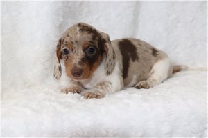Annie - Dachshund, Mini for sale