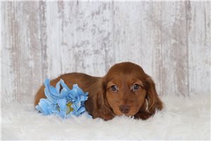 Munchkin - Dachshund, Tweenie for sale
