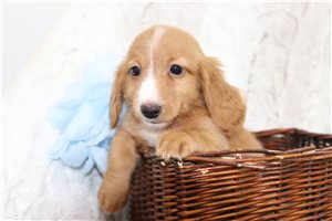 Cole - Dachshund, Mini for sale