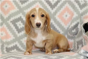 Alec - Dachshund, Mini for sale