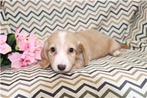 Natasha - Dachshund, Mini for sale