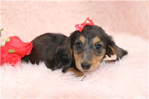 Lacey - puppy for sale