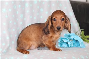 Kermit - puppy for sale