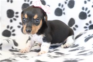 Velma - puppy for sale