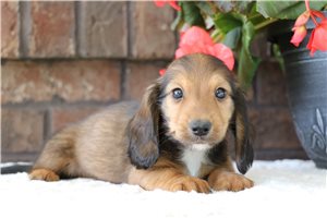 Grady - puppy for sale