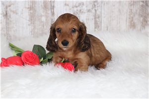 Jeff - puppy for sale