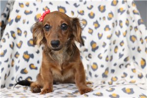 Hallie - Dachshund, Mini for sale