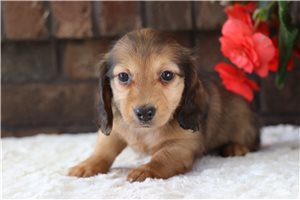 Avia - Dachshund, Mini for sale