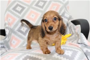 Allen - Dachshund, Mini for sale