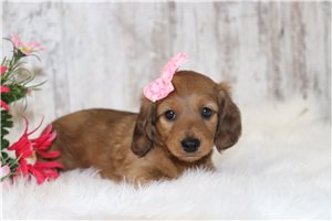 Sally - puppy for sale