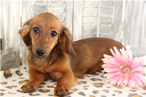 Galena - puppy for sale