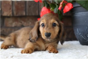 Sheila - puppy for sale