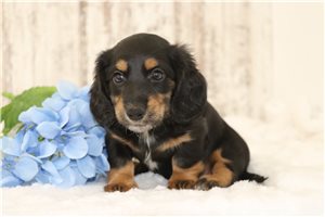 Gobi - puppy for sale