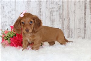 Peaches - Tweenie Dachshund for sale