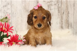 Tori - Dachshund, Mini for sale