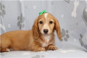 Floe - Dachshund, Mini for sale