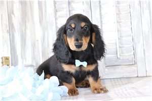 Jocko - Dachshund, Mini for sale