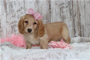 Brooke - Dachshund, Mini for sale